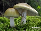  (Amanita phalloides)