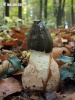  (Phallus impudicus)