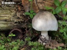  (Volvariella caesiotincta)