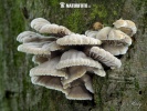  (Schizophyllum commune)