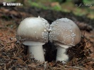  (Amanita excelsa)