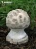  (Amanita strobiliformis)