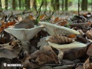  (Lactarius blennius)