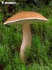  (Suillus bovinus)