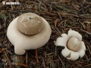  (Geastrum fimbriatum)