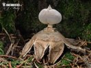  (Geastrum pectinatum)