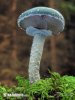  (Stropharia aeruginosa)