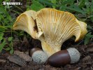  (Cantharellus ilicis)