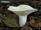  (Lactarius piperatus)