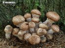  (Armillaria ostoyae)