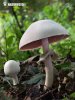  (Agaricus xanthoderma)