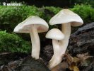  (Hygrophorus cossus)