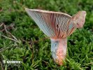  (Lactarius quieticolor)