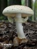  (Amanita citrina)