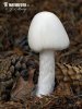  (Amanita virosa)