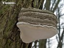  (Fomes fomentarius)