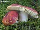  (Russula graveolens)