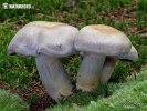  (Cortinarius traganus)