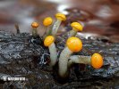  (Vibrissea truncorum)