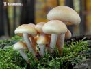  (Hypholoma capnoides)