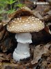  (Amanita pantherina)