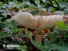  (Megacollybia platyphylla)