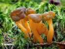  (Leotia lubrica)