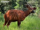 Antilopa bongo (Tragelaphus eurycerus isaaci)