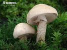 bedla orosená (Chamaemyces fracidus)
