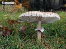 bedla vyniklá (Macrolepiota prominens)