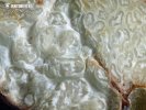 bělolanýž obecný - Znaky hub