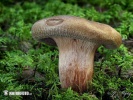 čechratka podvinutá (Paxillus involutus)