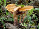 čepičatka jehličnanová (Galerina marginata)