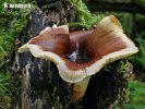 choroš smolonohý (Royoporus badius)