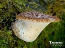 choroš šupinatý (Polyporus squamosus)