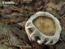 chřapáč žebernatý (Helvella costifera)