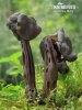 chriapač jamkatý (Helvella lacunosa)