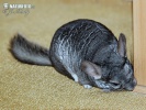 Činčila vlnatá (Chinchilla lanigera)