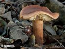 čírovka gaštanovohnedá (Tricholoma ustale)