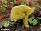 čírovka sírovožltá (Tricholoma sulphureum)