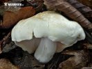 čírovka smradľavá (Tricholoma lascivum)