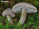 čírovka tmavošupinkatá (Tricholoma atrosquamosum var. squarrulosum)