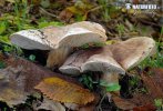 čírovka topoľová (Tricholoma populinum)