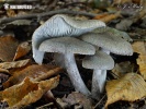 čírovka - Tricholoma gausapatum (Tricholoma gausapatum)