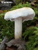 čírovka - Tricholoma stiparophyllum