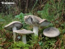 čírovka zemná (Tricholoma terreum)