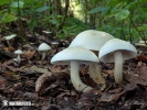 čirůvka běložlutavá (Tricholoma stiparophyllum)