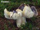 čirůvka havelka (Tricholoma portentosum)