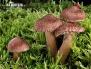 čirůvka kravská (Tricholoma vaccinum)