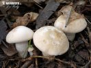 čirůvka májovka (Calocybe gambosa)